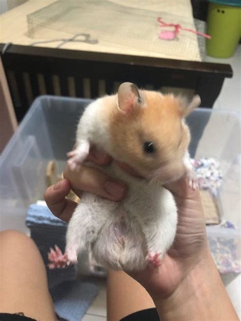 hamster sex site